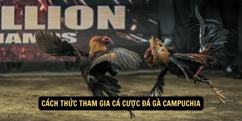 Cách thức tham gia cá cược đá gà Campuchia