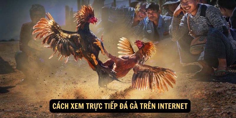 Cách xem trực tiếp đá gà trên internet