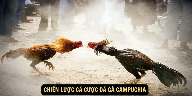 Chiến lược cá cược đá gà Campuchia