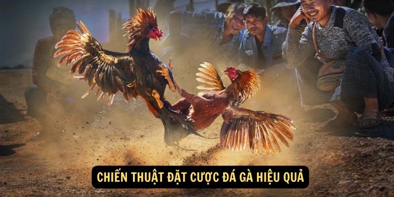 Chiến thuật đặt cược đá gà hiệu quả